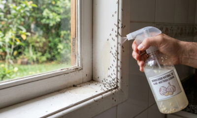 Ferver uma cabeça inteira de alho pode afastar formigas de casa mais rápido do que muita gente imagina