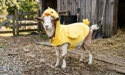 Essa cabra ansiosa é apaixonada por sua fantasia de patinho