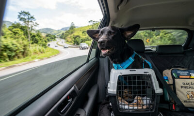 4 coisas que você aprende viajando com seu cachorro
