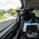 4 coisas que você aprende viajando com seu cachorro