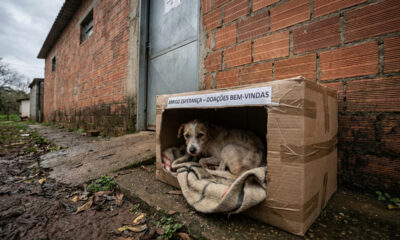 Abrigo encontra cachorrinha lutando pela vida e emociona amantes de animais