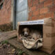 Abrigo encontra cachorrinha lutando pela vida e emociona amantes de animais