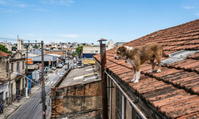 Cachorro aparece no lugar mais inusitado de destilaria e surpreende funcionários