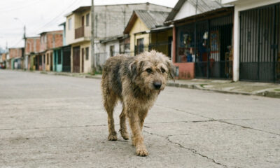 Cadela de rua passa um mês procurando sua família e encontra a vida que merece