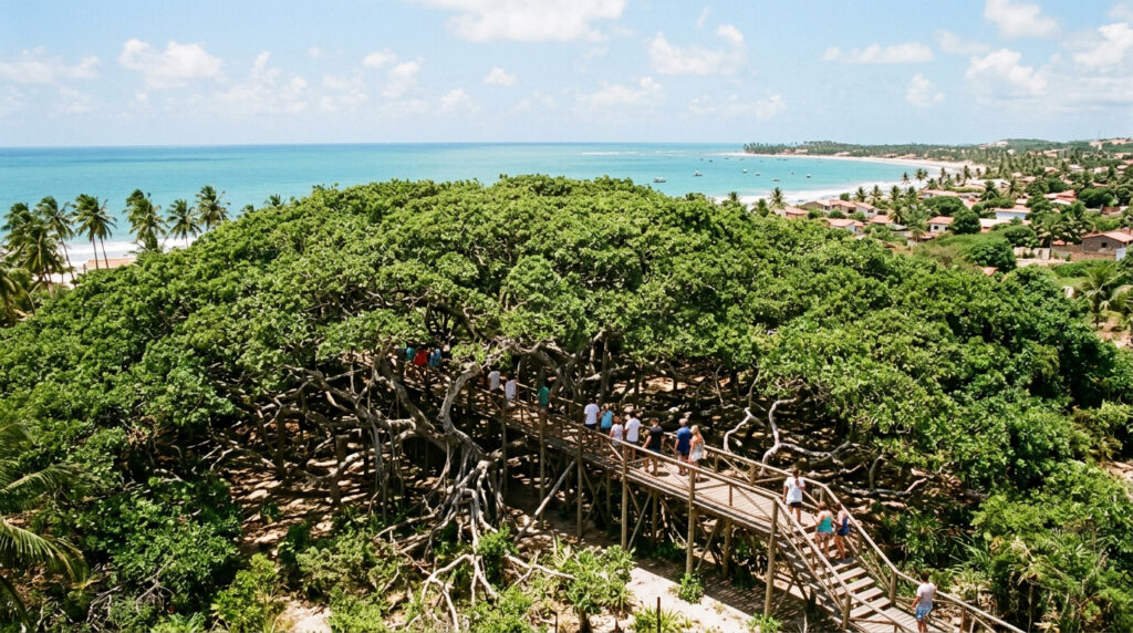A maior árvore frutífera do mundo fica em uma praia no nordeste brasileiro e virou xodó nacional nacional por causa do seu tamanho incomum