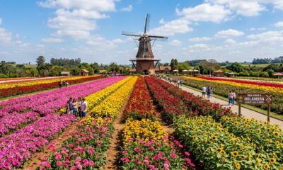 A cidade de 15 mil habitantes que recebe cerca de 300 mil visitantes por ano se tornou o maior polo de flores da América Latina, abastecendo aproximadamente 40% do mercado brasileiro