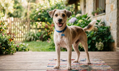 Esse cachorro mudou completamente após um simples cuidado