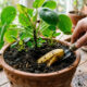 Enterre isso no vaso e faça sua planta crescer mais rápido com essa dica que vale ouro