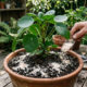 Como usar casca de ovo nas plantas do jeito certo para fortalecer e melhorar o crescimento