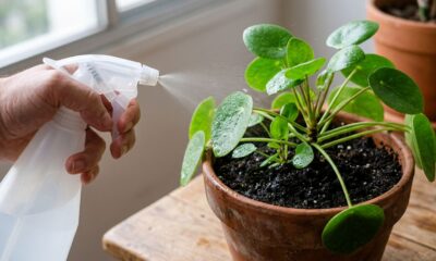 Como aplicar bicarbonato no vaso de plantas para evitar fungos e prolongar a atmosfera natural
