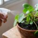 Como aplicar bicarbonato no vaso de plantas para evitar fungos e prolongar a atmosfera natural
