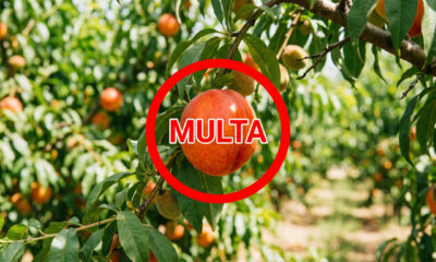 Plantar essa frutinha “inofensiva” pode gerar multa de R$ 1,8 milhão
