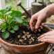 Colocar casca de banana na terra dos vasos e plantas: para que serve e por que esse hábito ganhou espaço