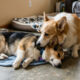 Corgi rabugento conforta irmãozinho doente após ir ao veterinário pela primeira vez