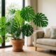 A planta fácil de cuidar que virou tendência nas casas brasileiras e transforma qualquer ambiente