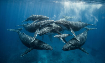 Baleias surpreendem ao revelar união rara na natureza durante nascimento de filhote
