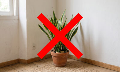 Adeus à espada-de-são-jorge: a planta que cresce rápido, é mais elegante e enche a casa de verde