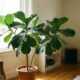 O seu ficus parou de crescer? Entenda os sinais da planta e saiba como estimular novos brotos