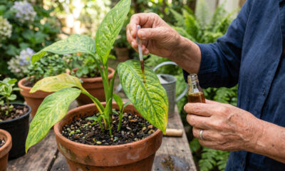 O líquido que você tem no armário e que acaba com manchas das folhas pode salvar suas plantas mais rápido do que você imagina