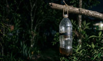 A armadilha para mosquito com garrafa PET que leva 5 minutos e voltou a ganhar espaço nas noites quentes