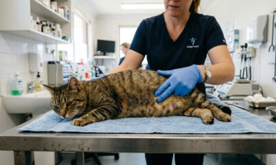 O problema mais perigoso em gatos pode começar assim