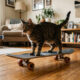 Essa gatinha aprendeu a andar de skate sozinha
