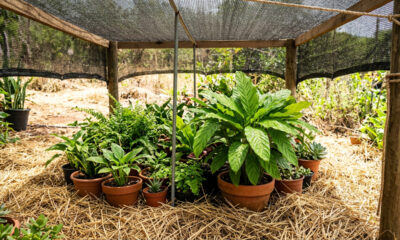 Como proteger suas plantas do calor excessivo e evitar que elas sequem antes do tempo