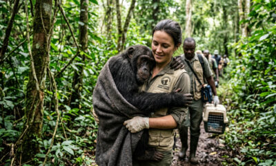 O caso mais impressionante de chimpanzé resgatado emociona