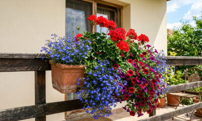 Estas 3 flores para varanda resistem ao sol, ao vento e ainda deixam o espaço bonito por muito mais tempo