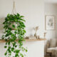 Essa planta está dominando a decoração das casas e transformando ambientes de forma simples