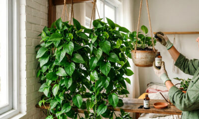 Adubo ideal para jiboia desenvolver, melhorar o crescimento e deixar a planta mais vistosa