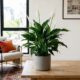 A planta elegante e barata que pode deixar sua casa muito mais bonita sem esforço