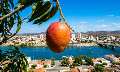 Parece a Califórnia, mas é o sertão: a cidade brasileira que fatura US$ 1 bilhão com frutas e produz duas safras de vinho por ano