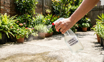 Borrifar água com vinagre nas folhas e no quintal: para que serve e quando fazer essa mistura