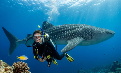 Mergulhador brincando com peixinho é surpreendido com o maior tubarão do mundo bem atrás dele
