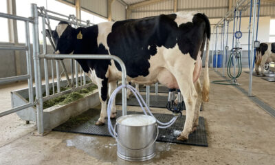 O produtor que aposta em novilhas de alta genética para tirar mais leite no curral