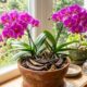 Coloque este ingrediente caseiro para orquídea no vaso e suas plantas vão encher de flores