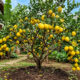 Esta técnica de poda de limão que pode triplicar a colheita no seu quintal com rapidez e melhorar a produção