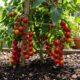 Coloque isso no pé de tomate para produzir mais e veja a planta encher de frutos muito mais rápido do que o normal