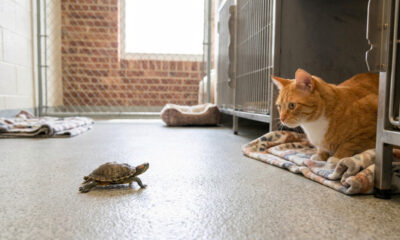 Essa tartaruguinha encontrou um gato laranja e apostou uma corrida com ele