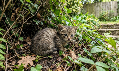 Pequena “gatinha” encontrada no jardim guarda um segredo surpreendente
