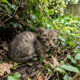 Pequena “gatinha” encontrada no jardim guarda um segredo surpreendente