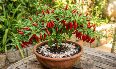 Quer sua pimenteira carregada? Use isso e o pé vai encher de frutos muito mais rápido do que você imagina