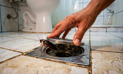 Como eliminar baratas do ralo sem produtos químicos