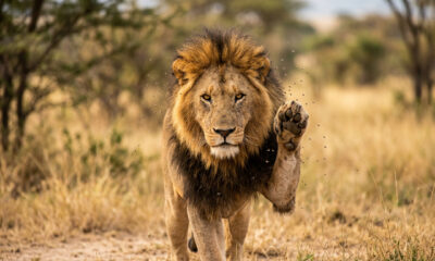 Provérbio africano do dia: 'Até o leão se protege das moscas' Lições sobre cautela, natureza humana, sucesso e por que ignorar pequenos problemas pode levar a grandes problemas.