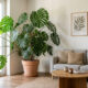 Estas plantas de chão para interiores mudam a decoração e ainda resistem melhor do que muita gente imagina