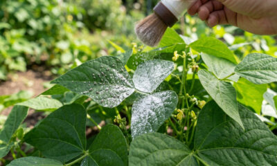 Jogue este pó branco no jardim contra pragas e perceba a diferença já nos primeiros dias