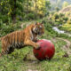 Tigre resgatado de um zoológico se apega à sua bola vermelha gigante