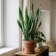 Plantas fáceis de cuidar que precisam de pouca água são perfeitas para ambientes internos