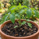 Confira esta mistura de terra que garante o crescimento acelerado de qualquer muda com mais força e desenvolvimento
